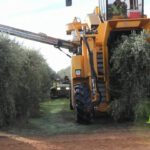 oliveharvester